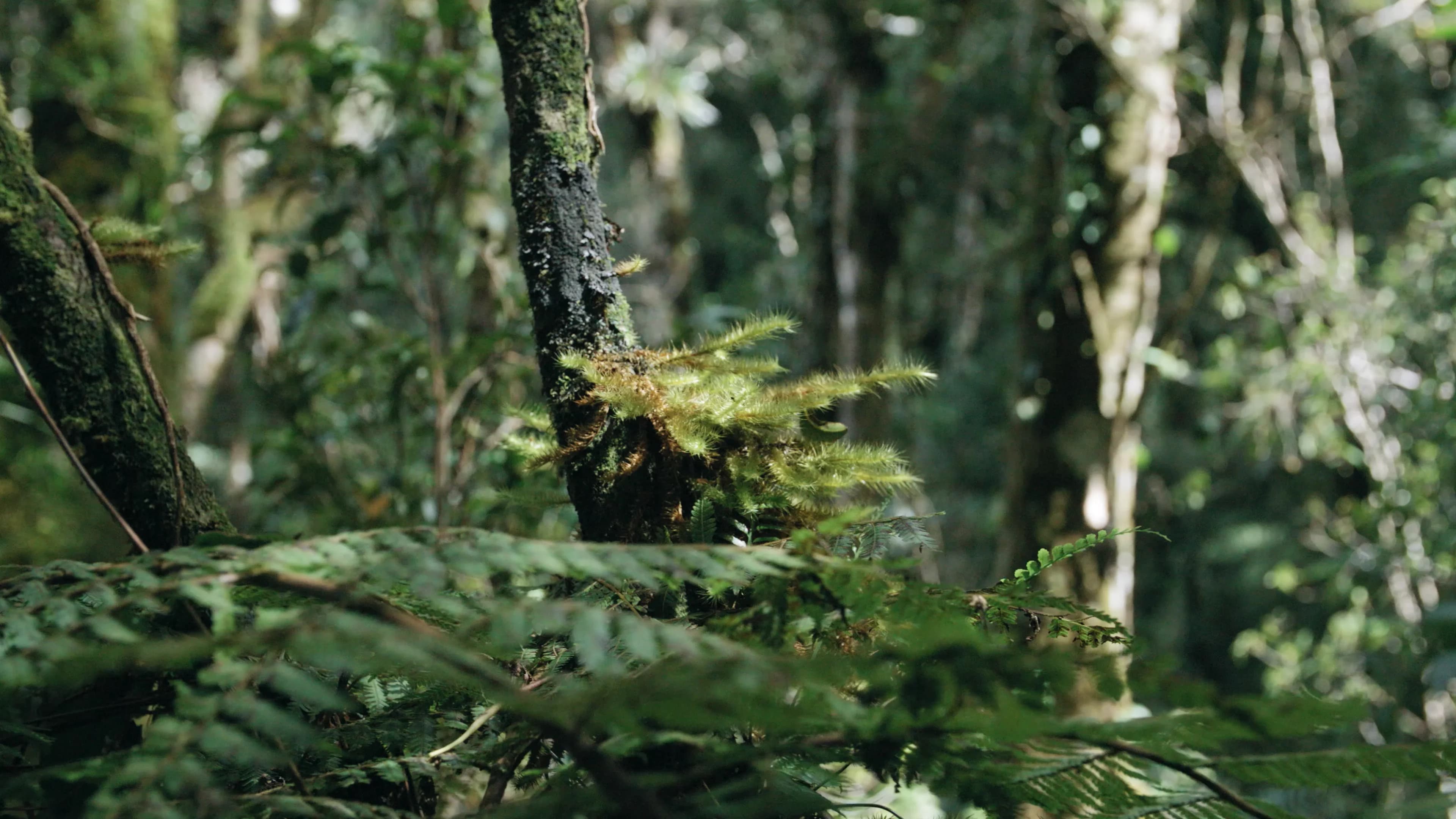Närbild av en trädstam omgiven av frodig grönska i en tät skogsmiljö.